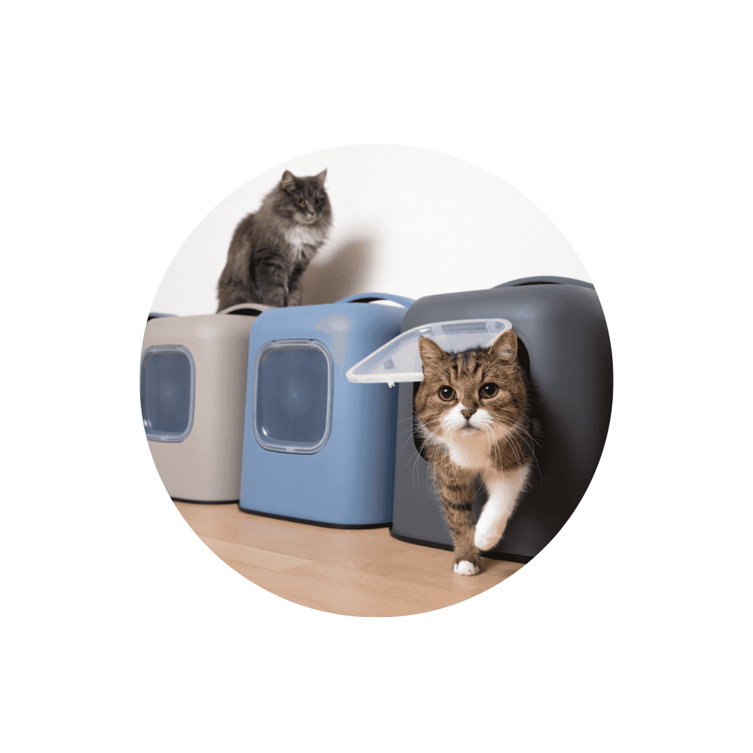 Litière sans poussière