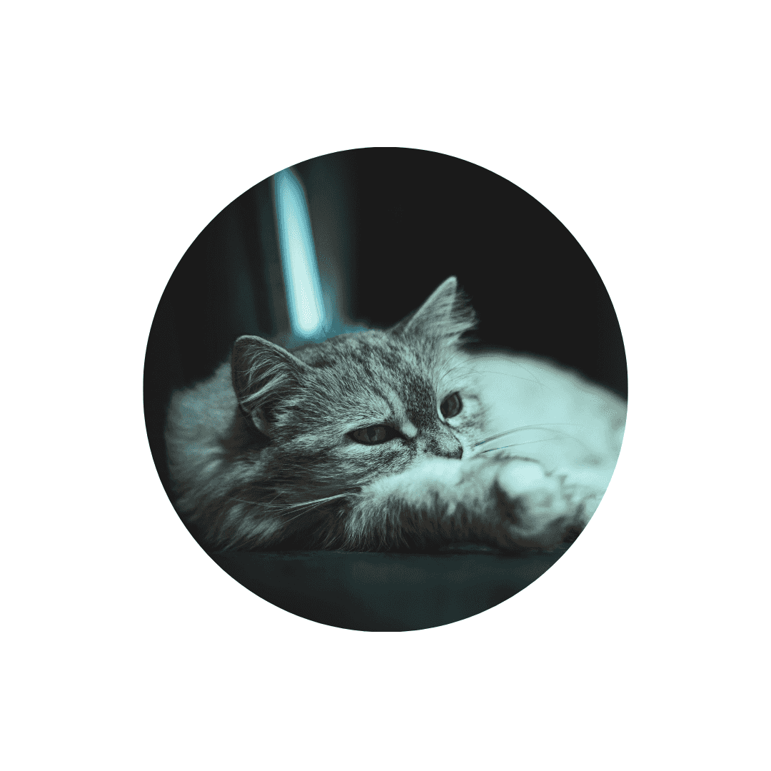 Compléments alimentaires pour la convalescence du chat