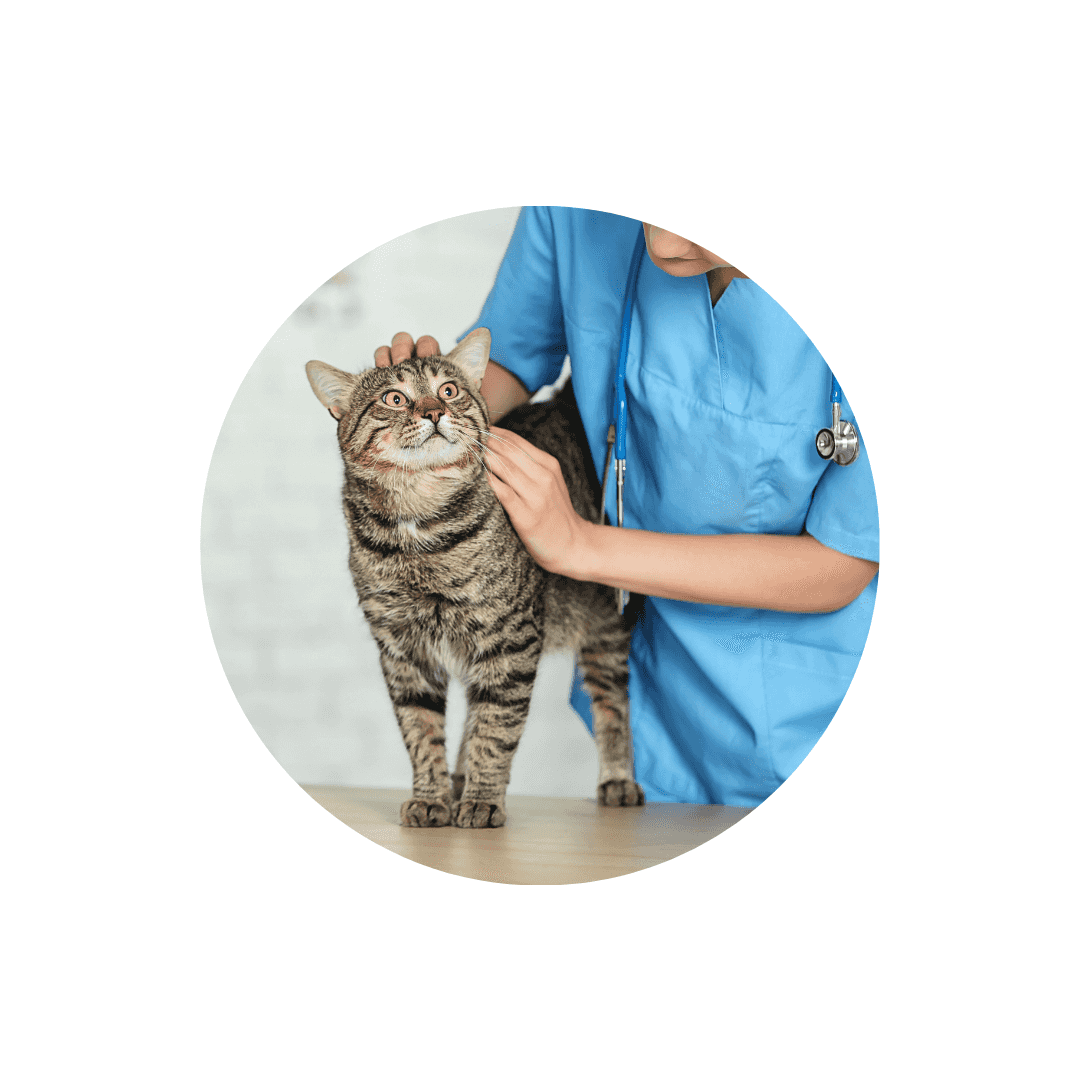 Alimentation vétérinaire pour chat