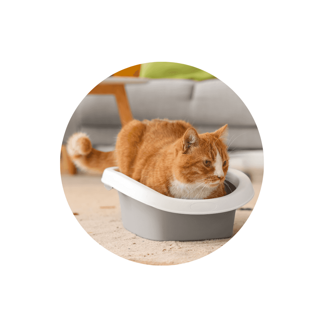 Litière sans odeur - non parfumée