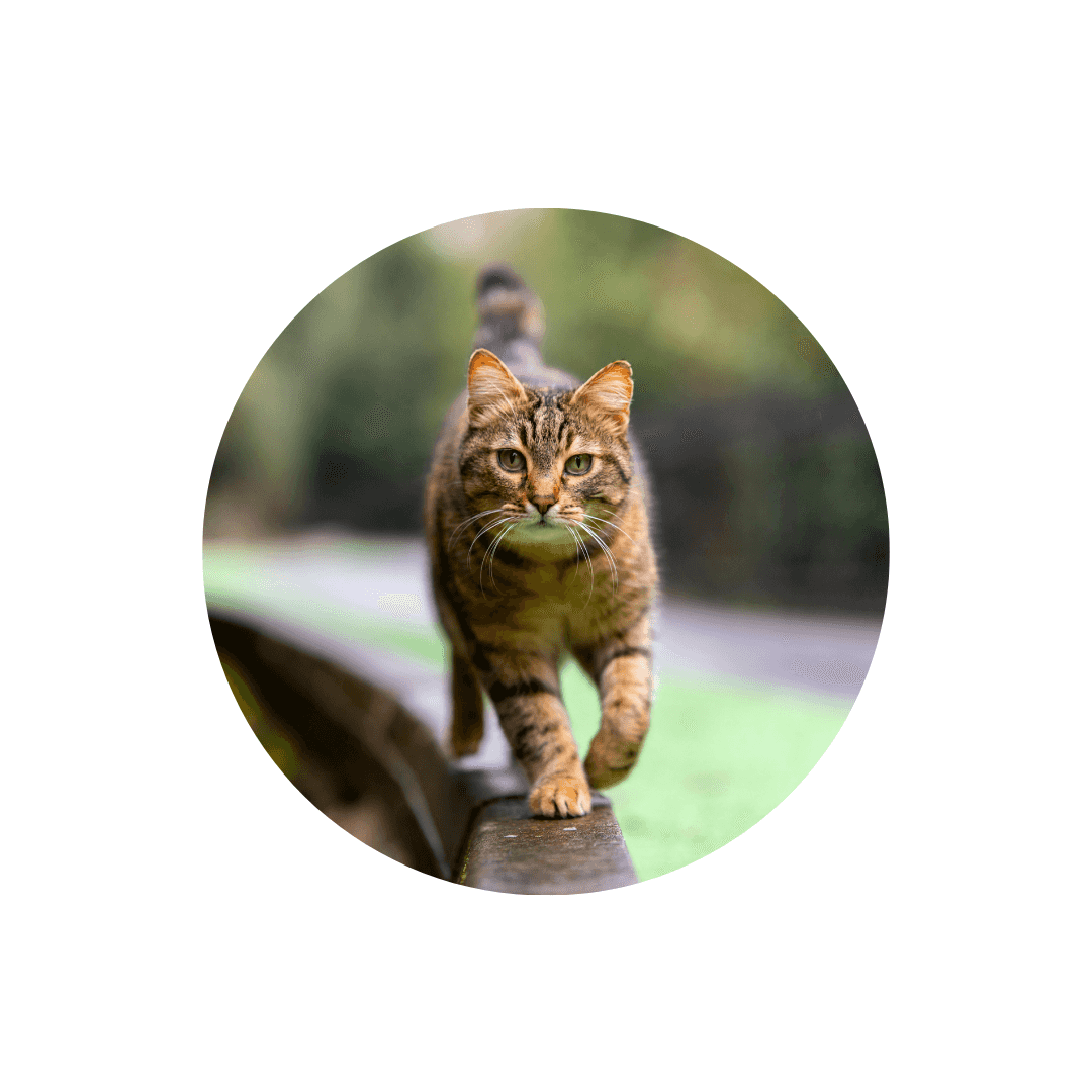 Compléments alimentaires pour la forme et l'entretien du chat