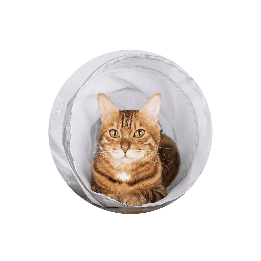 Tunnels pour chat