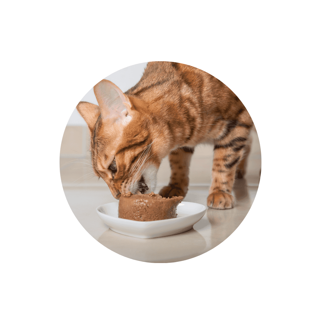 Pâtées pour chat