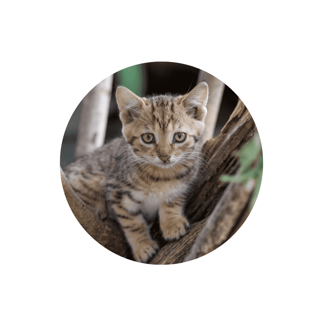 Compléments alimentaires pour la croissance du chaton