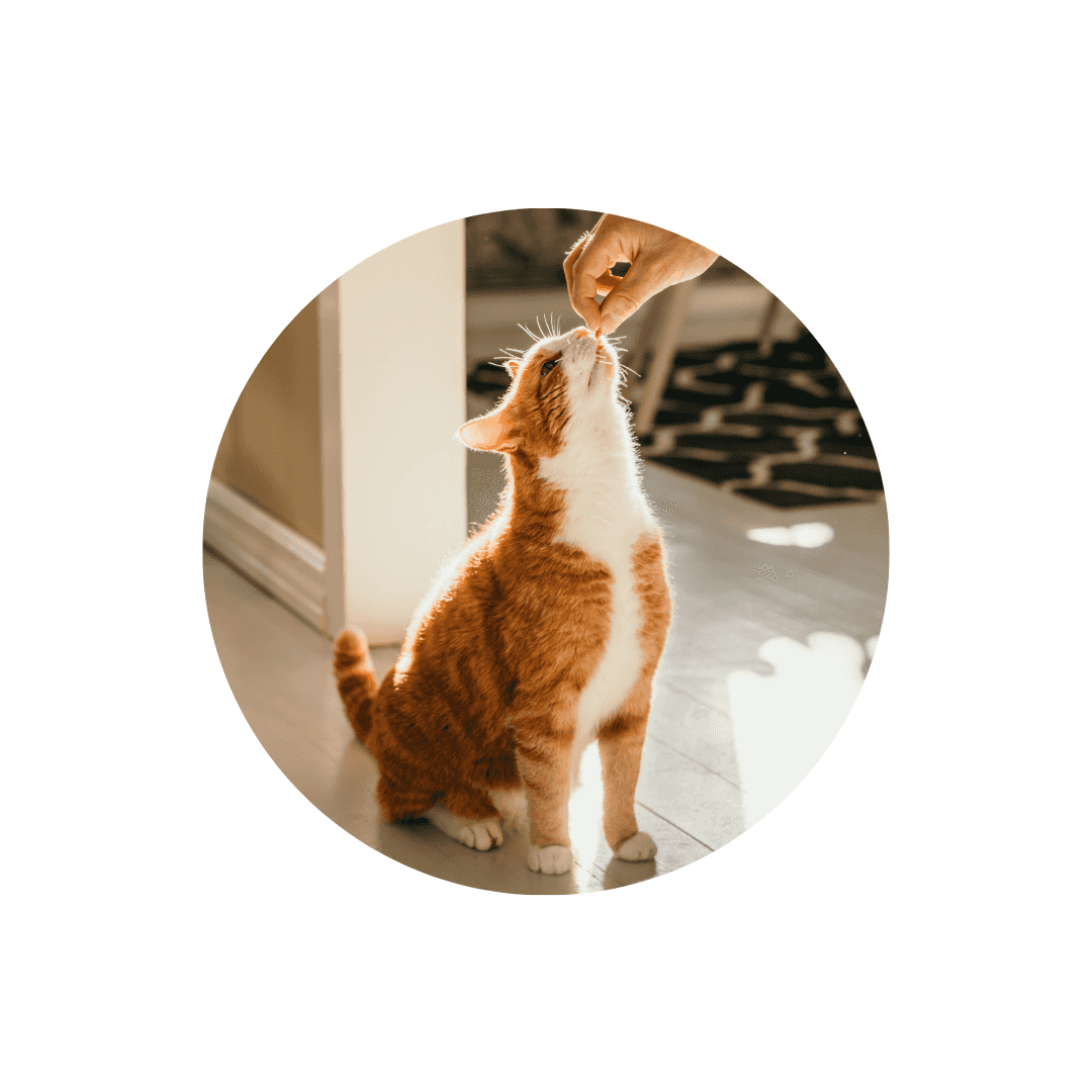 Friandises pour chat