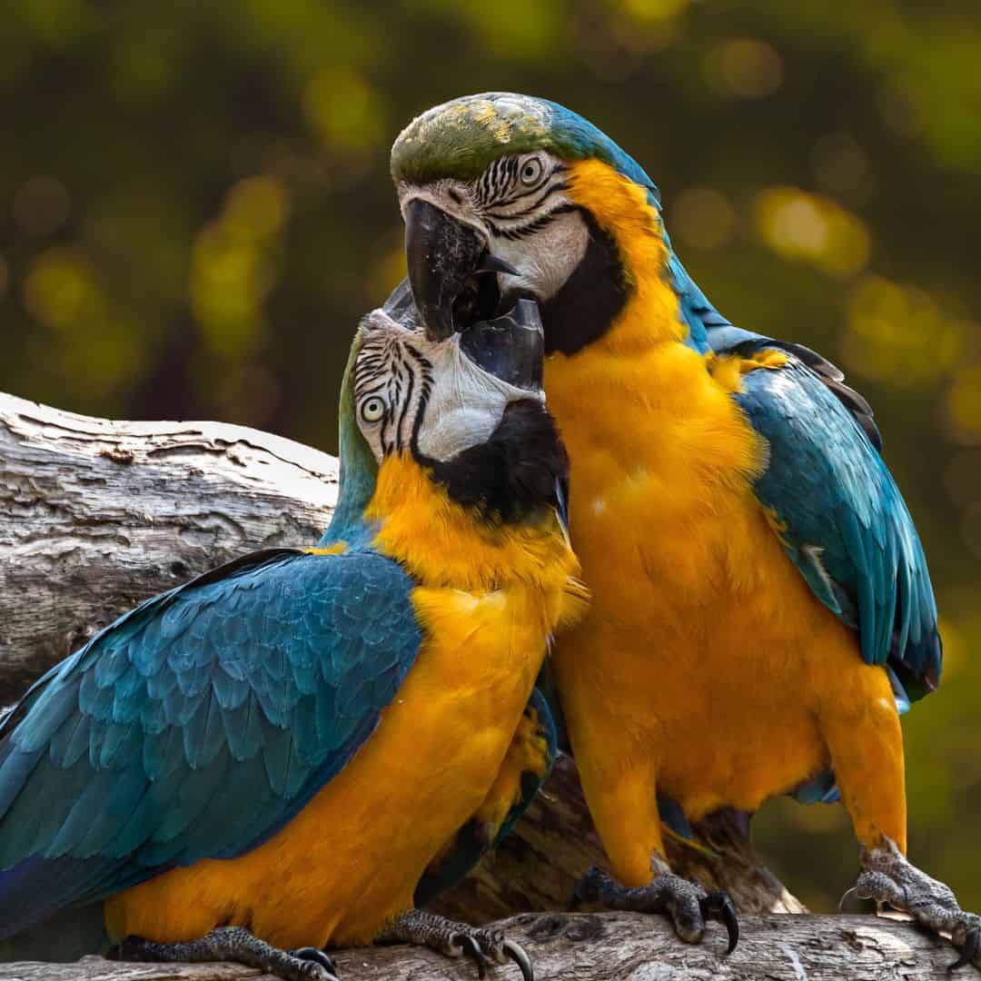 Oiseaux