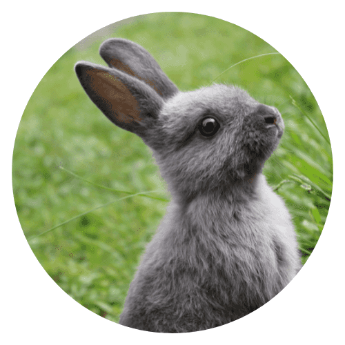 Lapin
