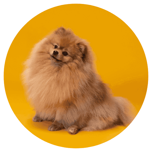 Promos pour Chien
