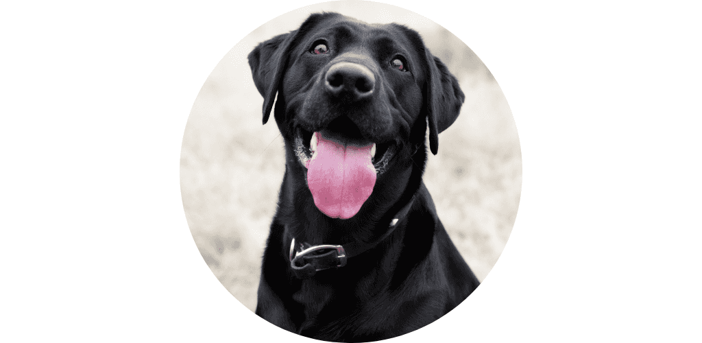 Promos pour Chien