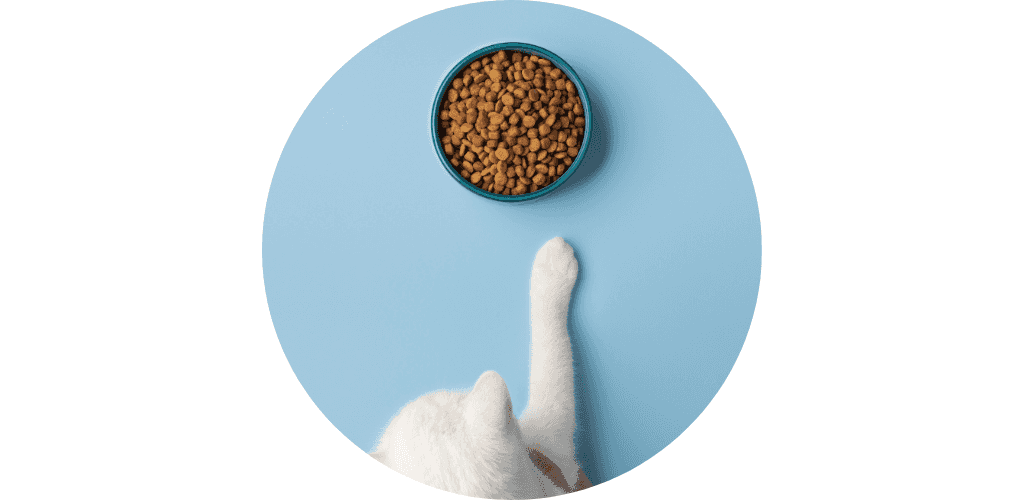 Promos alimentation chat