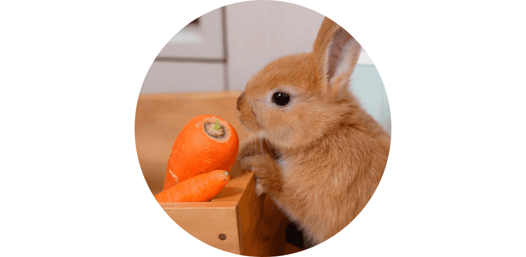 Promos alimentation rongeur