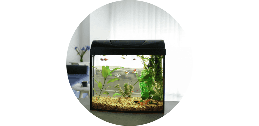 Promos accessoires poisson