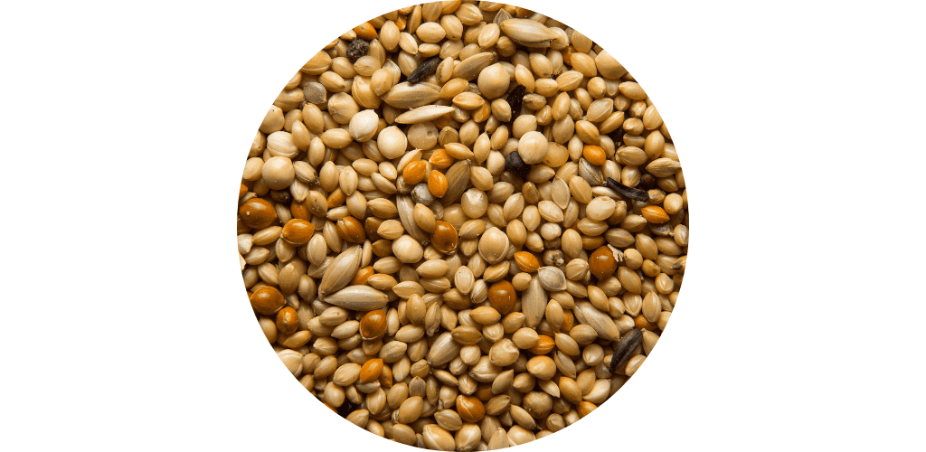 Promos alimentation oiseau