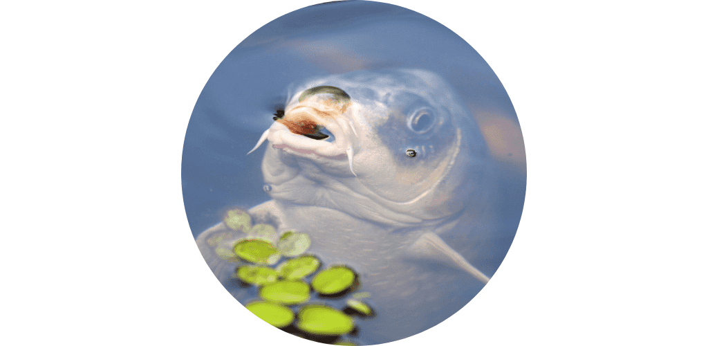 Promos alimentation bassin