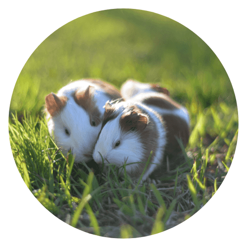 Hamster