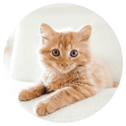 Promos pour Chat