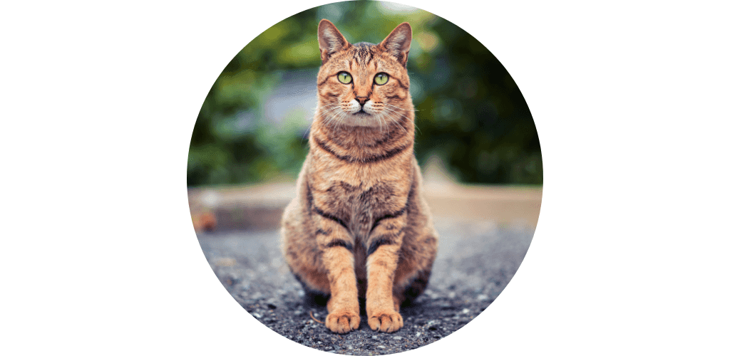 Promos pour Chat
