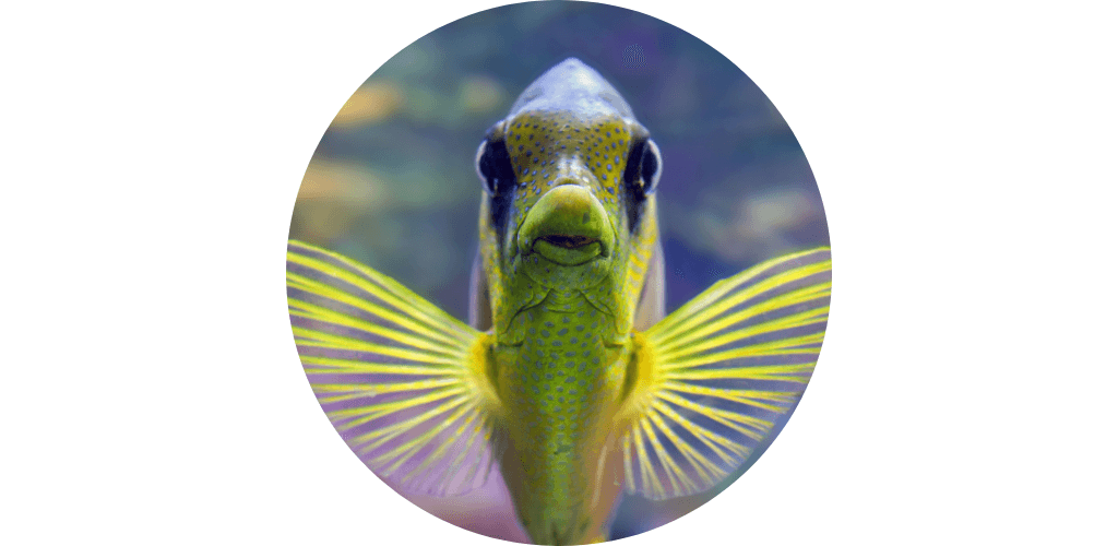 Promos alimentation poisson