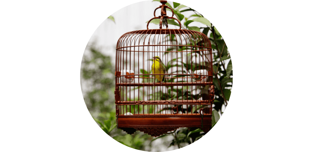 Promos accessoires oiseau