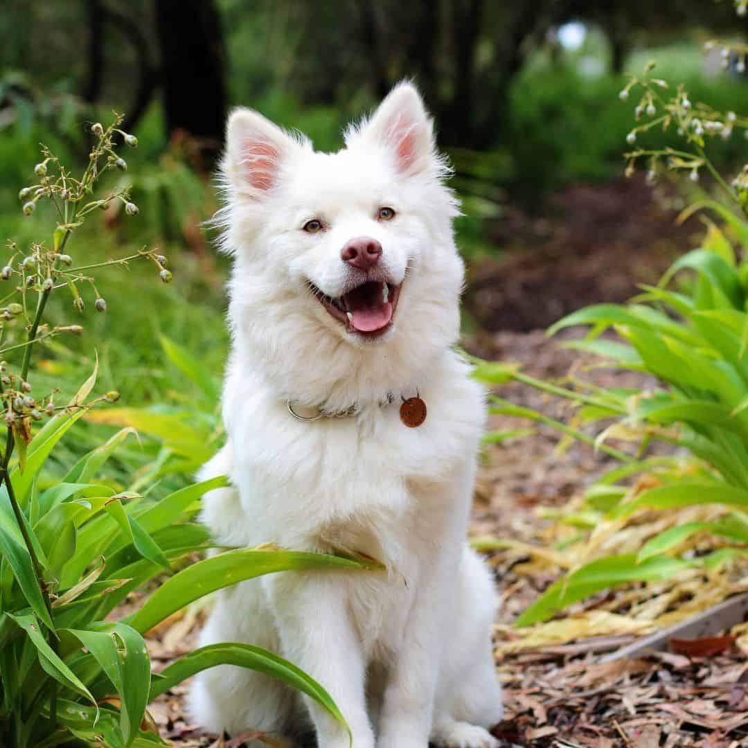 Chien