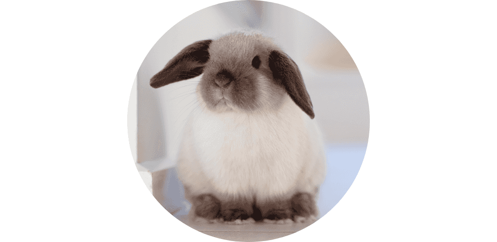 Promos pour Rongeur