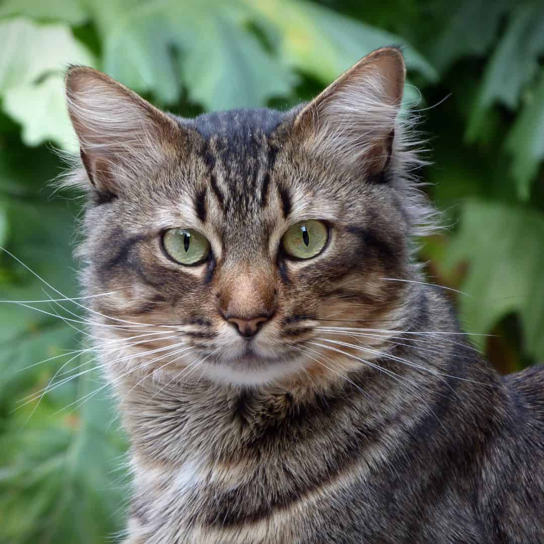 Chat