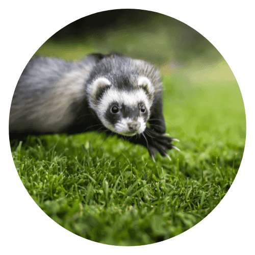 Furet