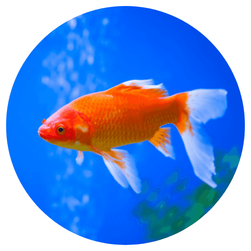 Promos pour Poisson