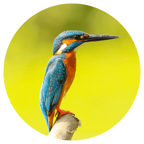 Promos pour Oiseau