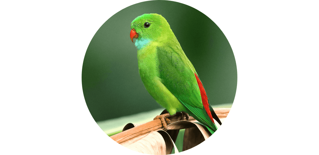 Promos pour Oiseau