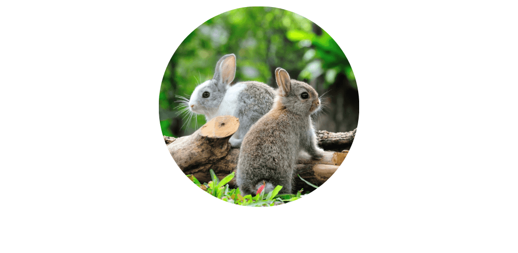 Lapin