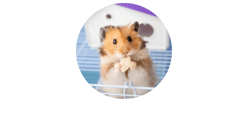 Hamster