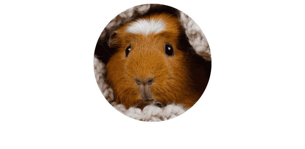 Cochon d'Inde et cobaye