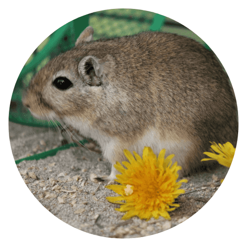 Gerbille