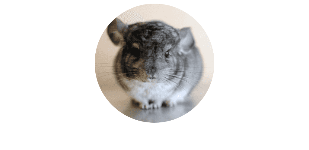 Chinchilla