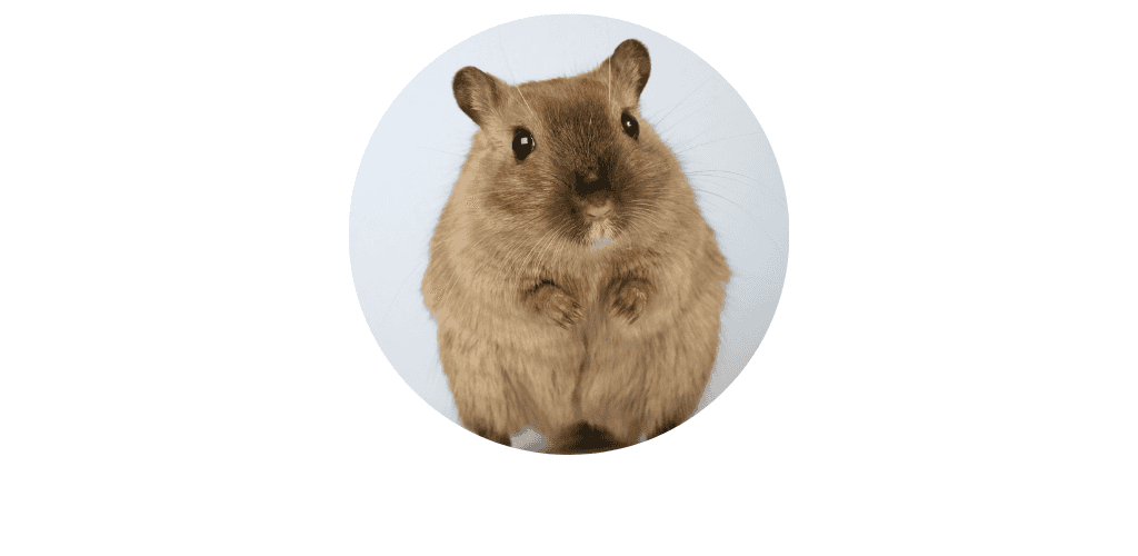 Souris