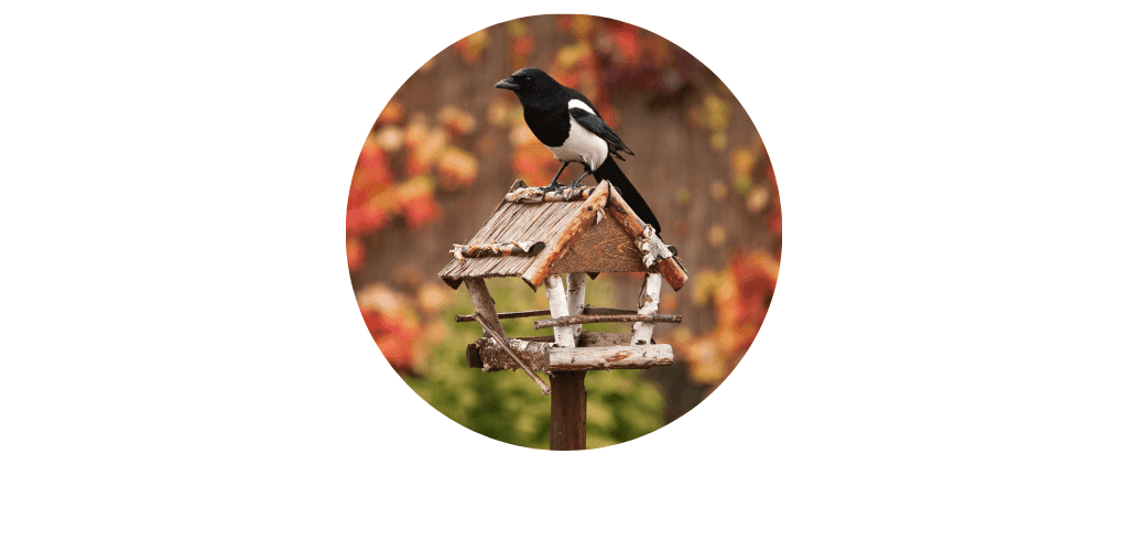 Oiseaux de la nature
