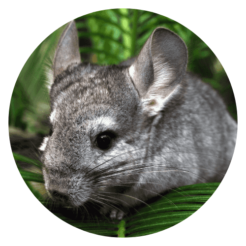 Chinchilla