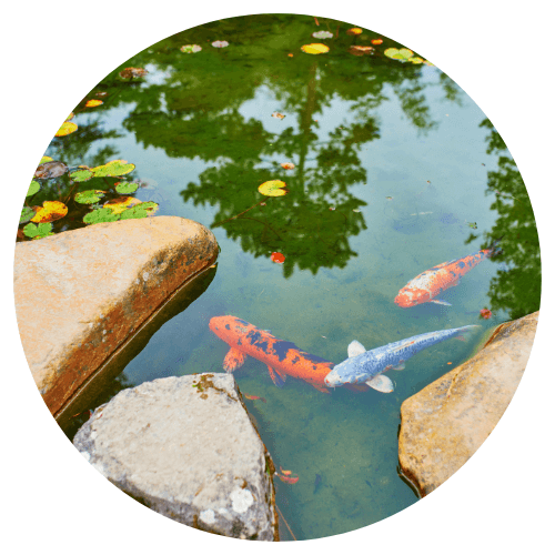 Promos pour Bassin
