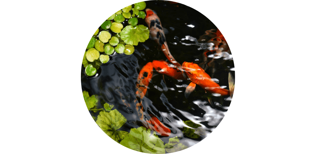 Promos pour Bassin