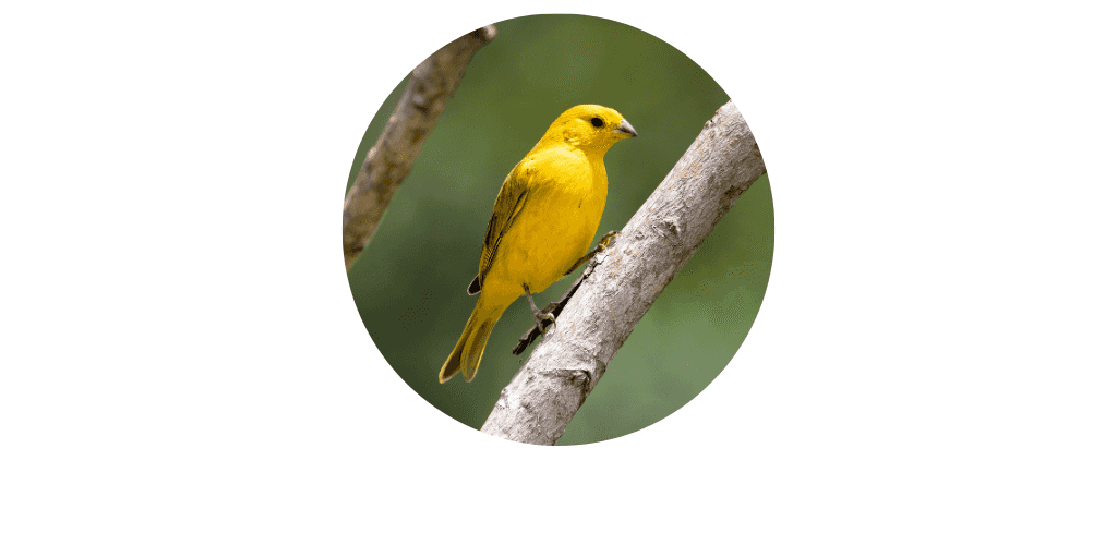 Aliments pour canaris et petites perruches