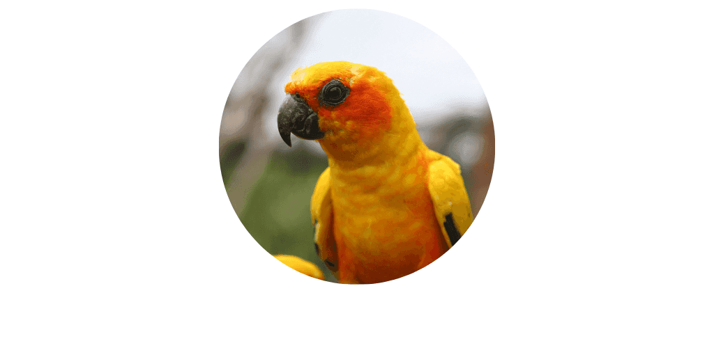 Aliments pour autres oiseaux exotiques