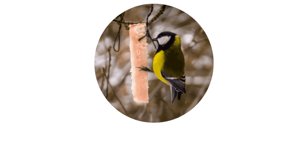 Friandises pour oiseaux