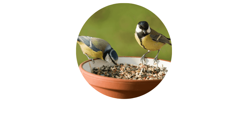 Nourriture pour oiseaux sauvages