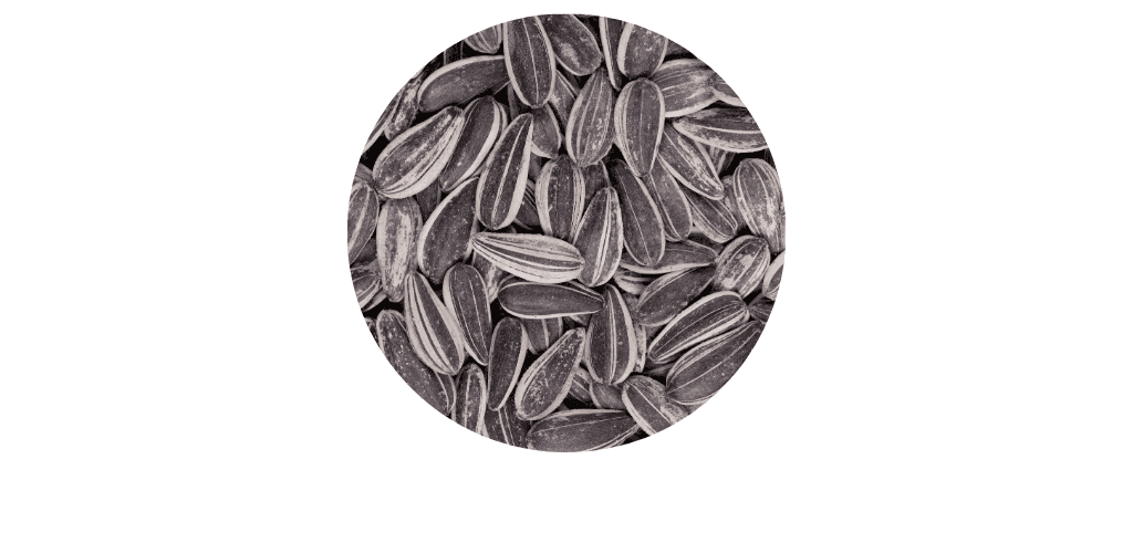 Graines de tournesol pour oiseaux