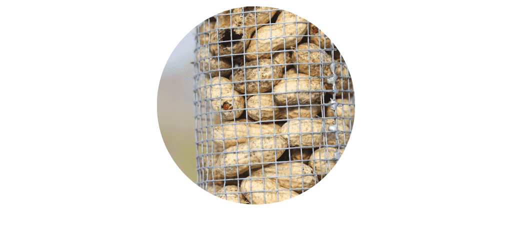 Arachides pour oiseaux