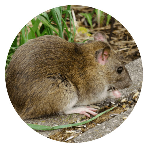 Rat
