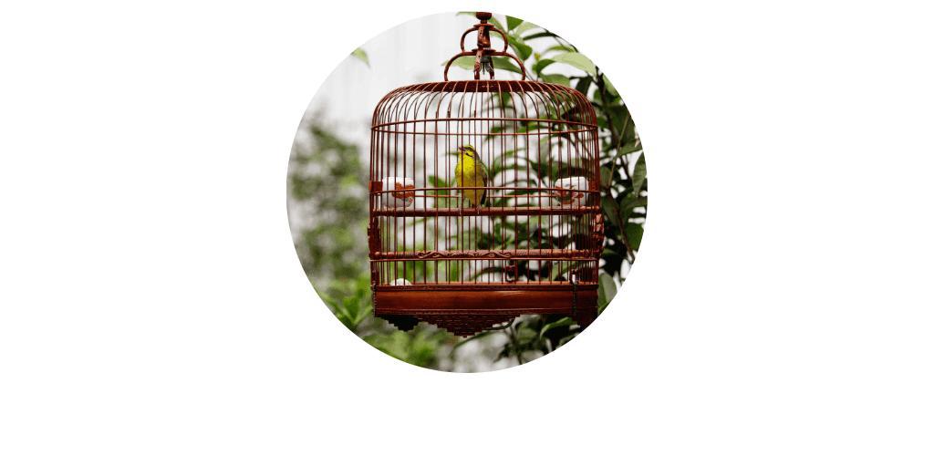 Cages et volières pour oiseaux