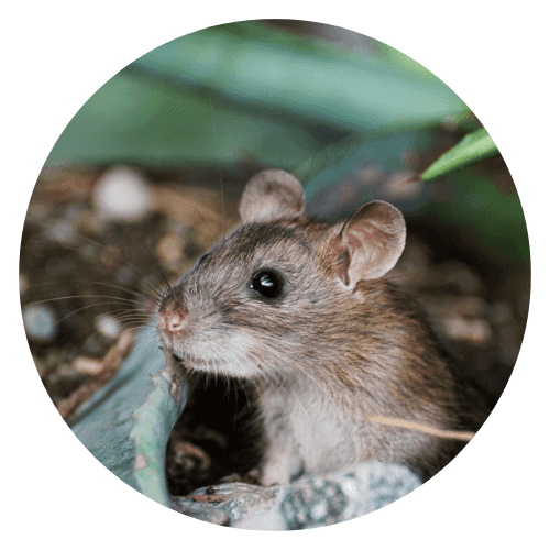Souris