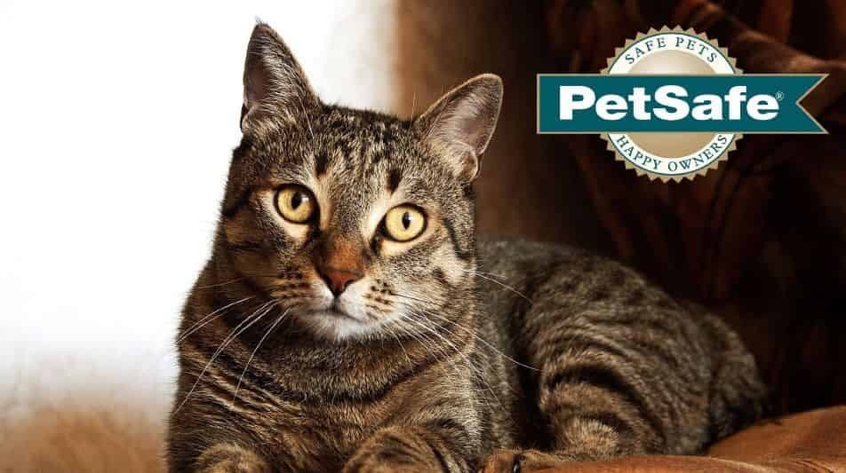 Pour mon chat